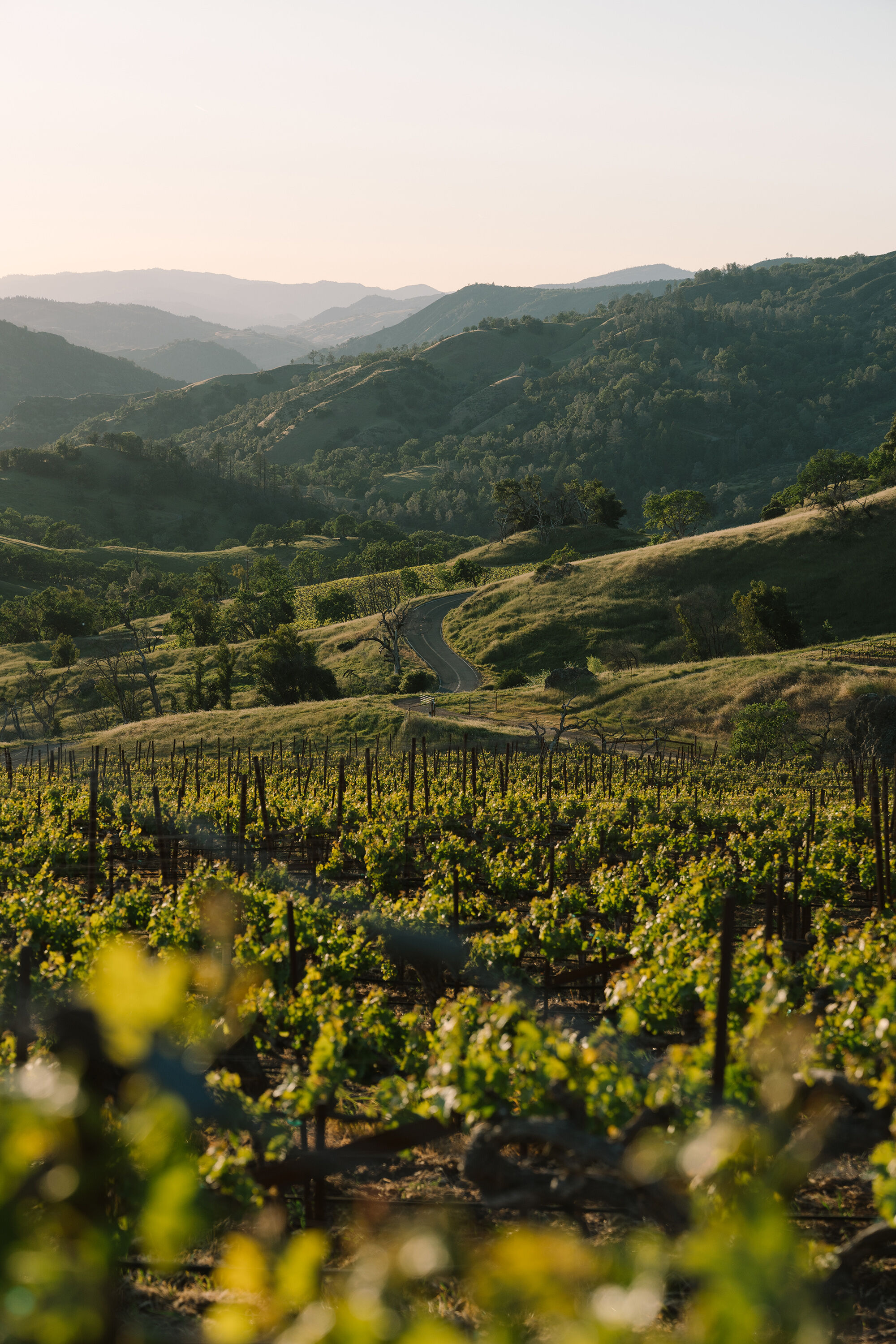 Chris Jackson and Kristina Shideler looking over Rockfall Vineyard