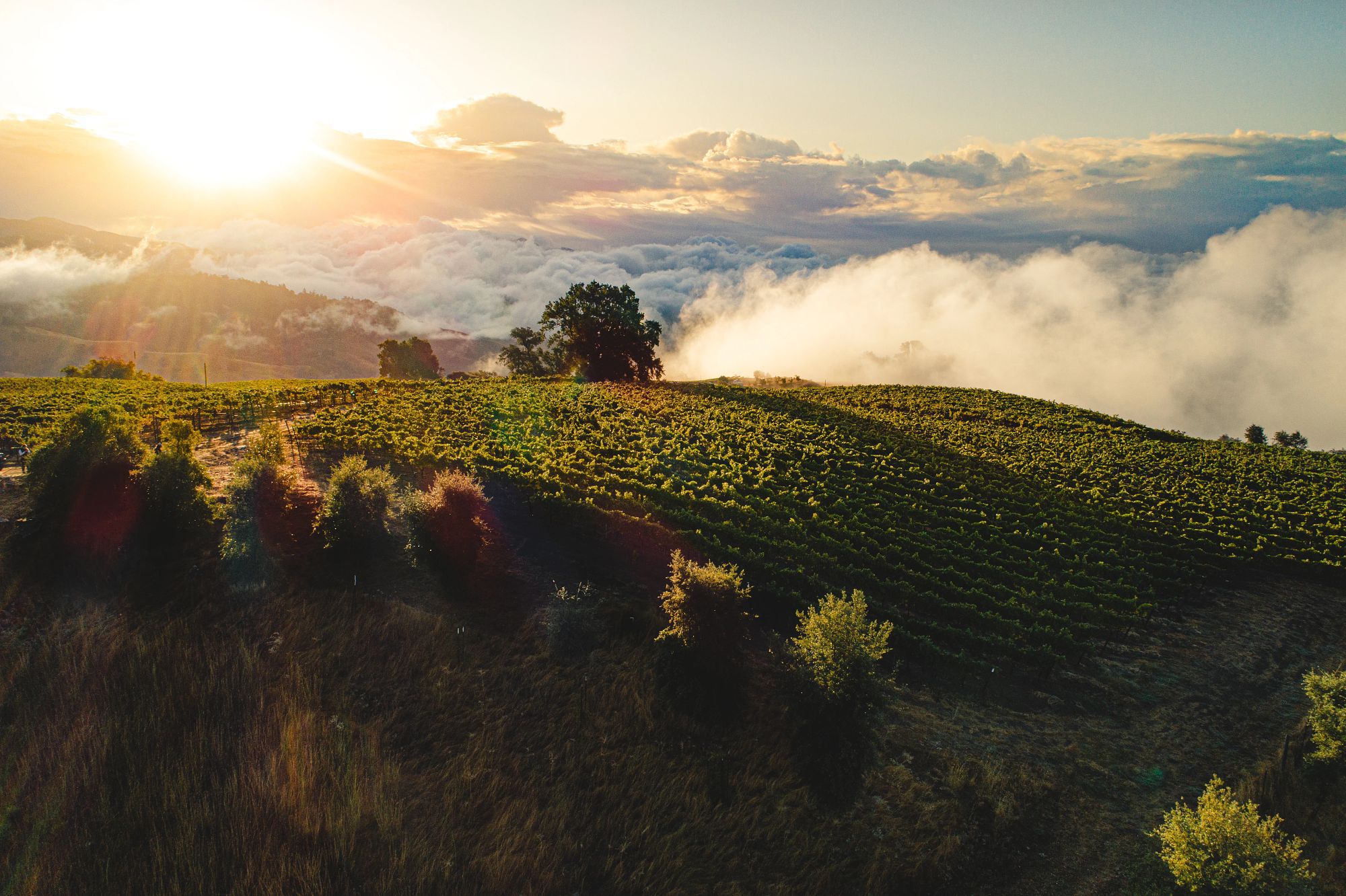 stonestreet upper barn chardonnay vineyard