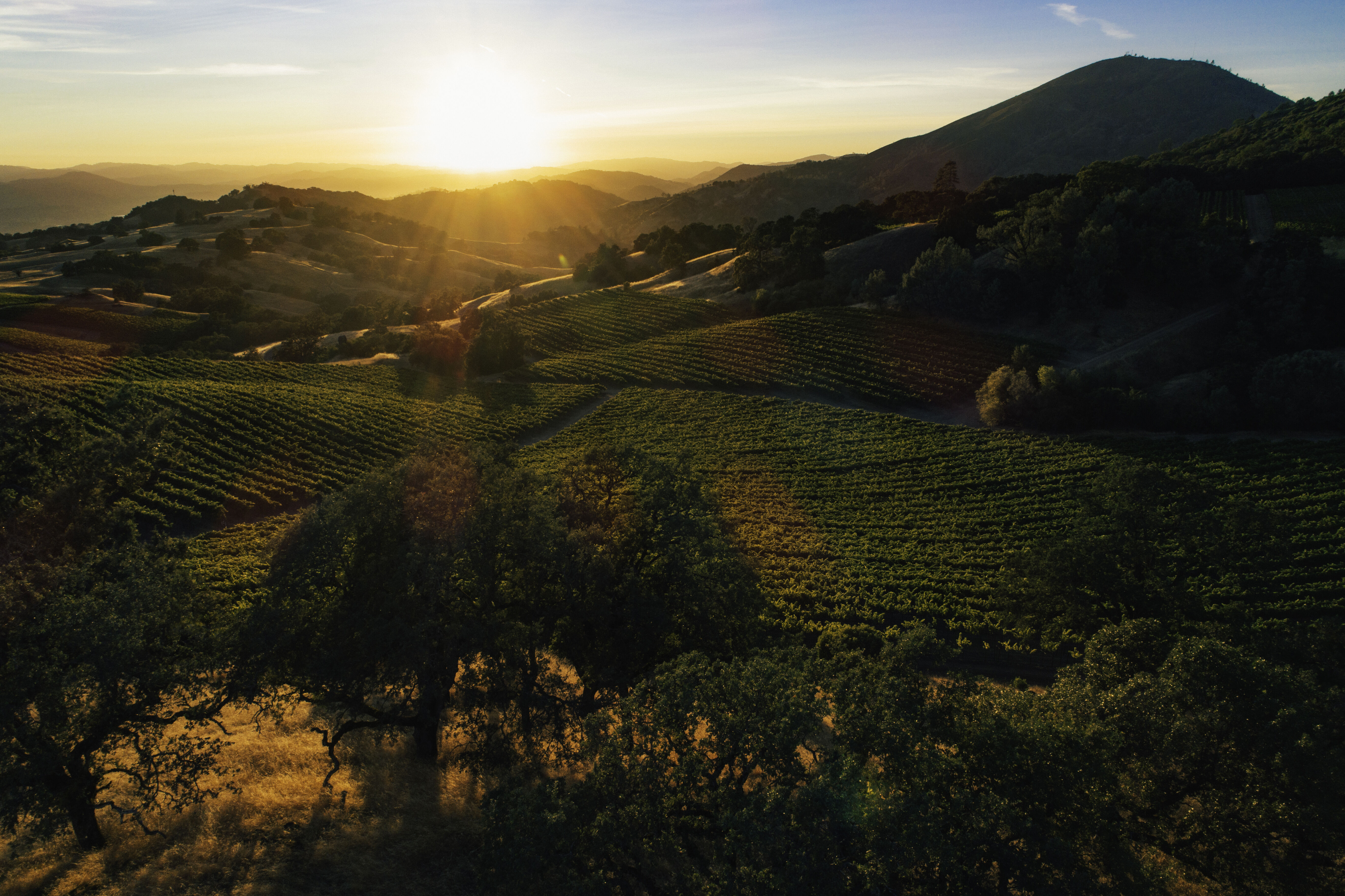 Aerial view of Upper Barn Vineyard